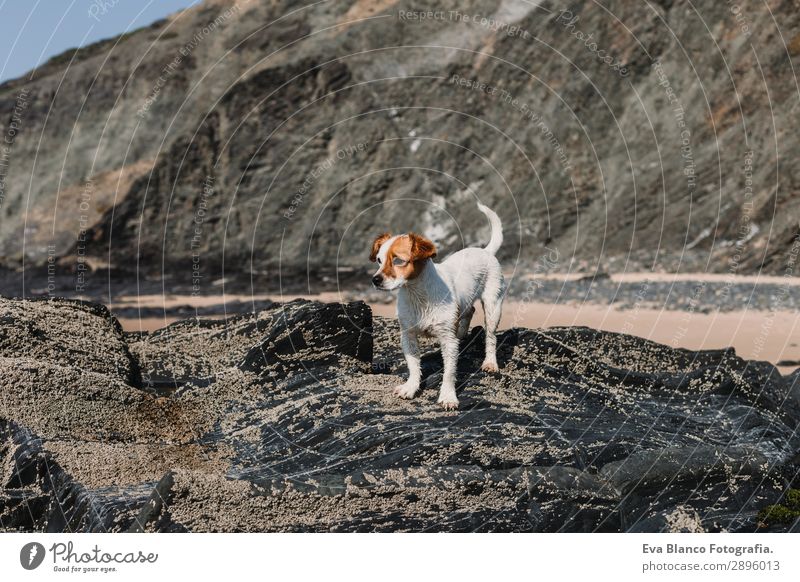 Porträt eines süßen kleinen Hundes am Strand. Auf den Felsen stehend Lifestyle Freude Gesicht Sommer Fotokamera Freundschaft Natur Tier Hügel Küste Meer