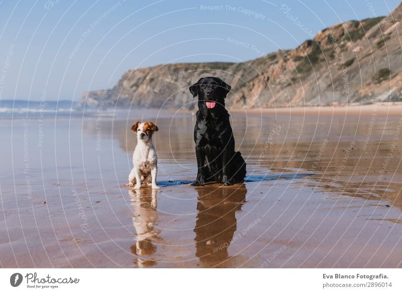 zwei glückliche Hunde, die Spaß am Strand haben. Sitzen an der Uferpromenade Lifestyle Freude Glück schön Erholung Spielen Jagd Ferien & Urlaub & Reisen Sommer