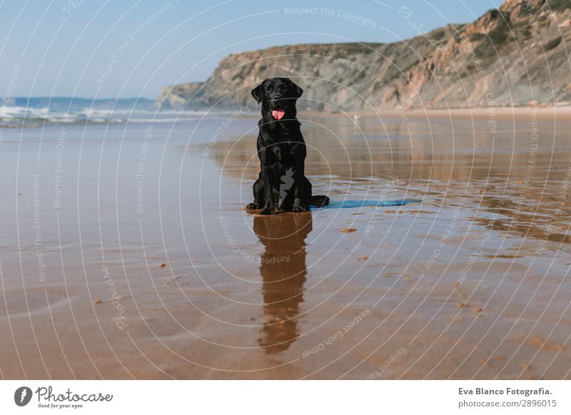 schöner schwarzer Labrador am Meeresufer sitzend Lifestyle Freude Glück Erholung Spielen Jagd Ferien & Urlaub & Reisen Sommer Sonne Strand Freundschaft Natur