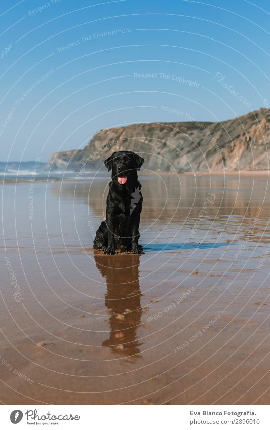 schöner schwarzer Labrador am Meeresufer sitzend Lifestyle Freude Glück Erholung Spielen Jagd Ferien & Urlaub & Reisen Sommer Sonne Strand Freundschaft Natur