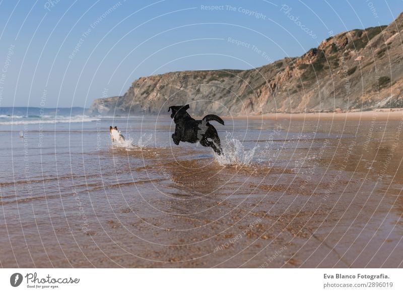 zwei glückliche Hunde, die Spaß am Strand haben. Laufen Lifestyle Freude Glück schön Erholung Spielen Jagd Ferien & Urlaub & Reisen Sommer Sonne Meer