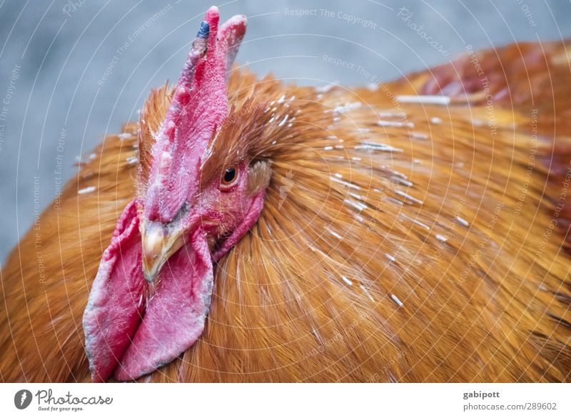 Ach nee, doch nicht | da lachen ja die Hühner Tier Haustier Nutztier Vogel Tiergesicht 1 nachhaltig natürlich braun rot Glück Lebensfreude Kraft Tierliebe