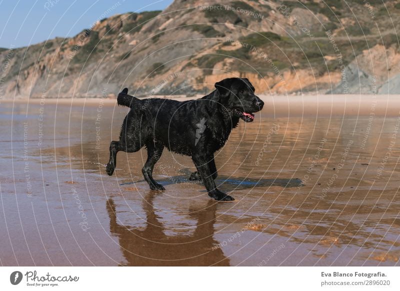 schöner schwarzer Labrador, der am Meeresufer spazieren geht. Lifestyle Freude Glück Erholung Spielen Jagd Ferien & Urlaub & Reisen Sommer Sonne Strand