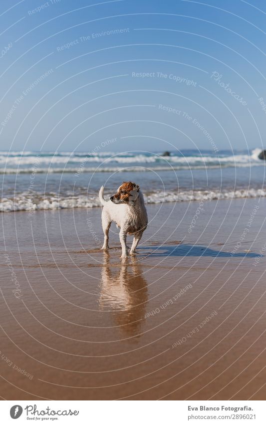 schöner kleiner Hund am Meeresufer Lifestyle Freude Glück Erholung Spielen Jagd Ferien & Urlaub & Reisen Sommer Sonne Strand Freundschaft Natur Tier Sand Wellen