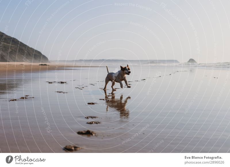 glücklicher Hund, der sich am Strand amüsiert. Laufen Lifestyle Freude Glück schön Erholung Spielen Jagd Ferien & Urlaub & Reisen Sommer Sonne Meer Freundschaft