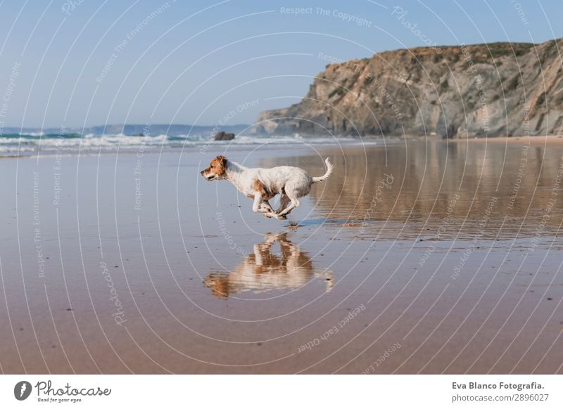 wunderschöner kleiner Hund läuft am Meeresufer entlang Lifestyle Freude Glück Erholung Spielen Jagd Ferien & Urlaub & Reisen Sommer Sonne Strand Freundschaft