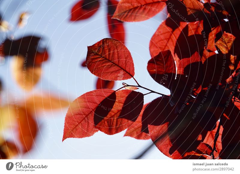 roter Baum verlässt die Textur im Frühjahr Ast Blatt Natur abstrakt Konsistenz Außenaufnahme Hintergrund neutral Beautyfotografie zerbrechlich frisch Frühling