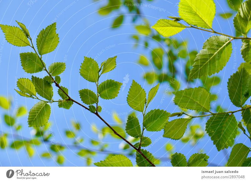 grüne Baumblätter im Frühjahr Ast Blatt Natur abstrakt Konsistenz Außenaufnahme Hintergrund neutral Beautyfotografie zerbrechlich frisch Frühling Herbst Winter