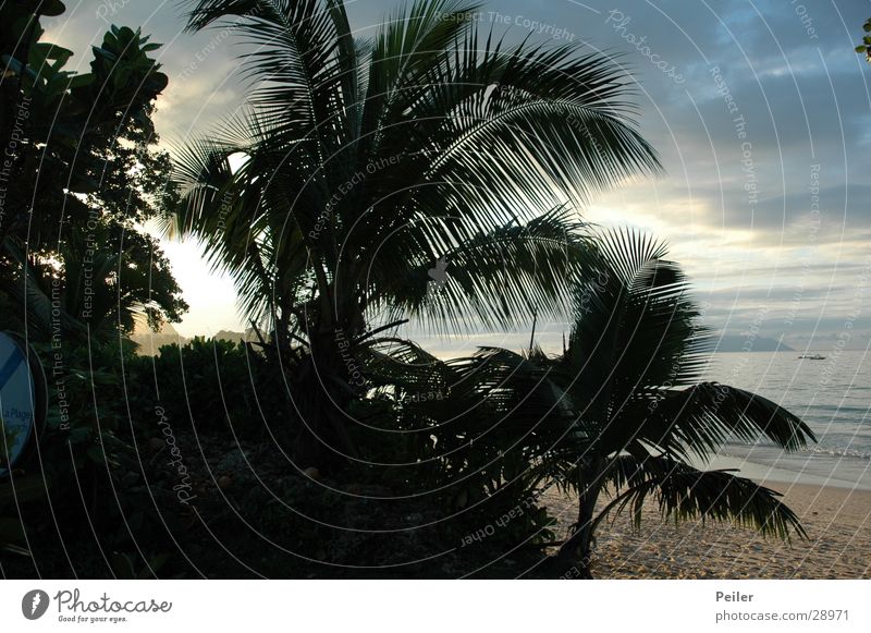 Seychellen-Palmen at dawn Sonnenuntergang Abenddämmerung Urwald Kokospalme