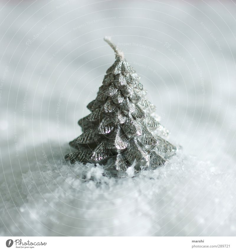 weiße Weihnacht Winter Baum Weihnachten & Advent Schneefall Kerze Außenaufnahme Nahaufnahme Detailaufnahme