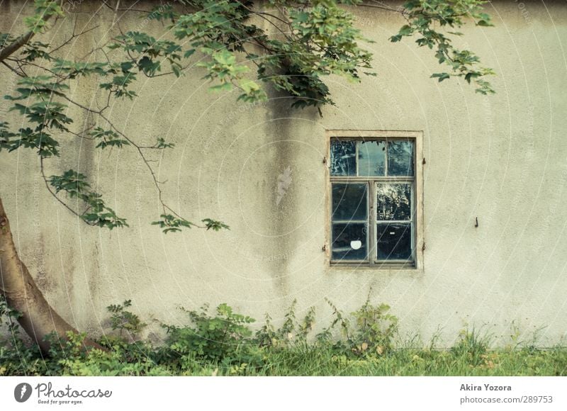 Nur ein kleines Stück Fenster Fassade Wand Natur Baum Gras Wiese grün braun gelb Verbundenheit Häusliches Leben