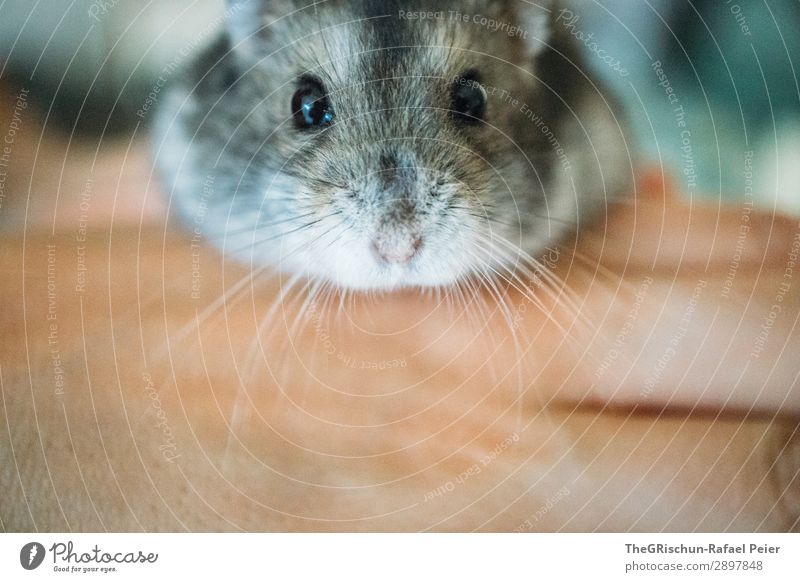 Hamster Tier Haustier 1 gelb grau schwarz silber niedlich Nagetiere Nase Auge Hand stoppen Streicheln Innenaufnahme Menschenleer Tag Tierporträt