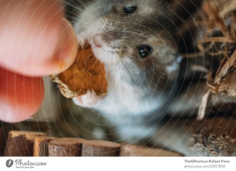 Hamster Tier Haustier 1 grau schwarz silber Nagetiere Essen Fuß Auge Hand stoppen Appetit & Hunger niedlich Streicheln Farbfoto Menschenleer Unschärfe