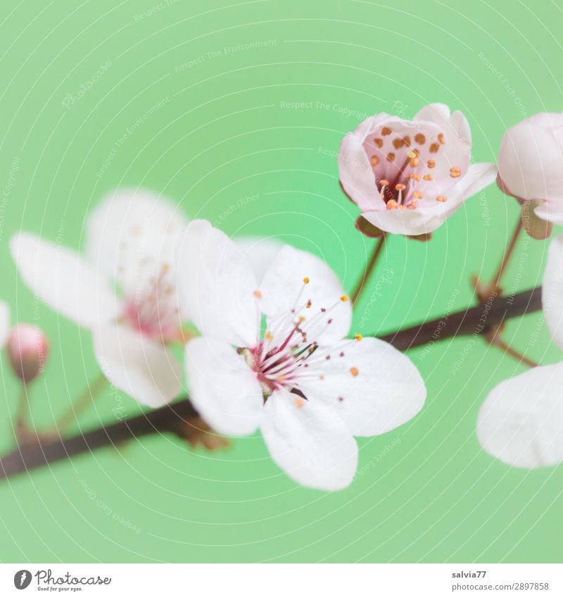 Kirschblüten harmonisch Wohlgefühl Sinnesorgane Duft Muttertag Natur Pflanze Frühling Blüte Zweig Garten Blühend frisch positiv grün weiß Frühlingsgefühle