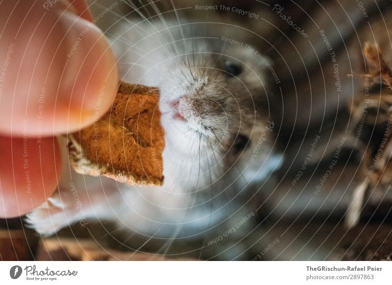 Hamster Tier Haustier 1 braun grau orange schwarz silber Streicheln stoppen füttern Essen Appetit & Hunger Hand Futter Nase Fell Farbfoto Innenaufnahme