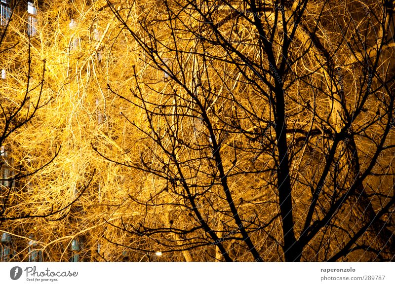 Buschbrand? Umwelt Natur Garten Park Stadtrand leuchten dunkel hell Wärme braun Baum Winter Ast Zweige u. Äste Schatten Schattenspiel Silhouette Fenster Licht