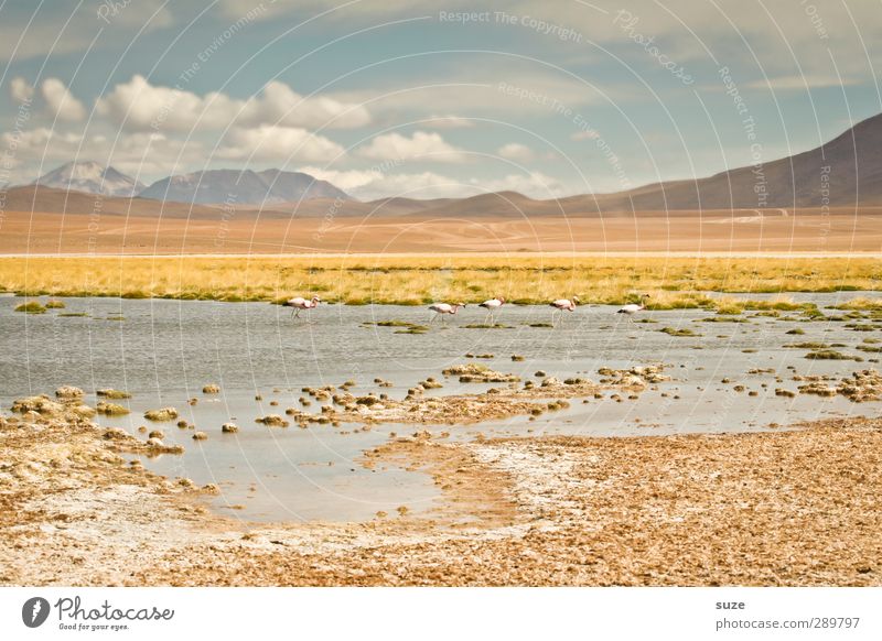 Überfluss | irgendwo in Chile Umwelt Natur Landschaft Urelemente Erde Wasser Himmel Wolken Horizont Sommer Klima Schönes Wetter Wärme Berge u. Gebirge Seeufer
