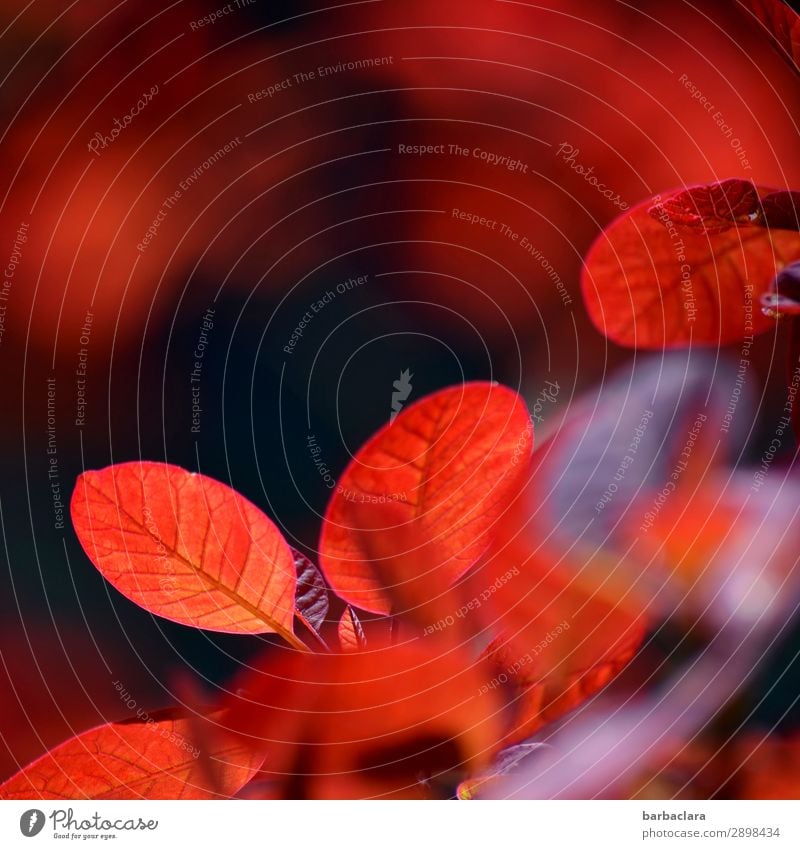 feuriger Perückenstrauch Pflanze Sträucher Blatt Garten leuchten Wärme rot Stimmung Farbe Klima Natur Umwelt Farbfoto Außenaufnahme Detailaufnahme Muster