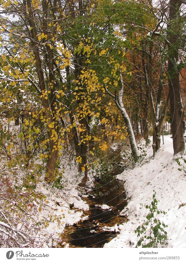 Schnee im Herbst Natur Pflanze Wetter Baum Blatt Bach braun gelb grau grün weiß kalt Laubbaum Farbfoto Außenaufnahme Menschenleer Morgen Weitwinkel