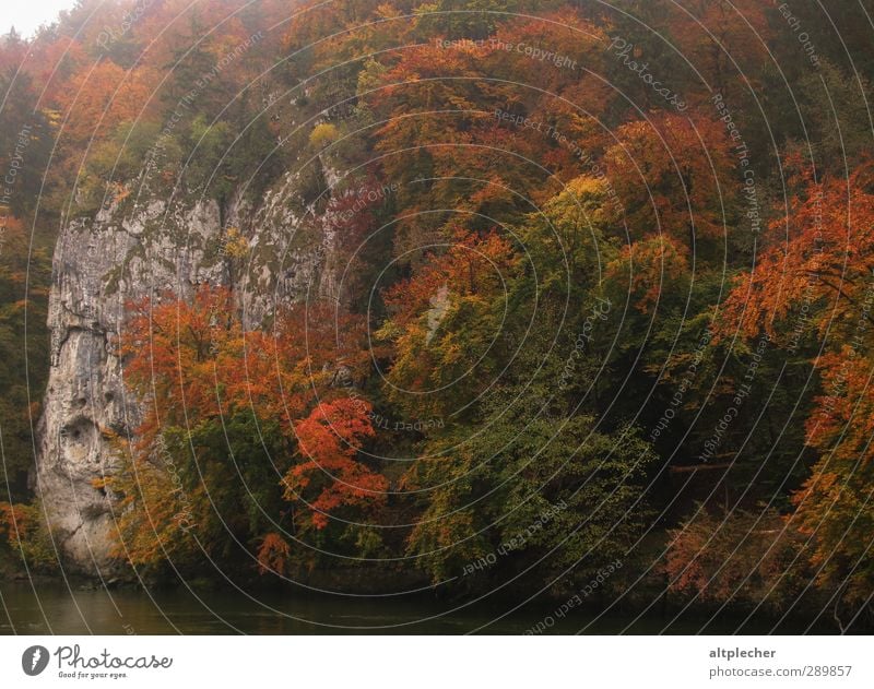 Herbstliches Farbenspiel Natur Tier Nebel Baum Blatt Felsen Flussufer Donau mehrfarbig Herbstlaub Laubwald prächtig Farbfoto Außenaufnahme Menschenleer Tag