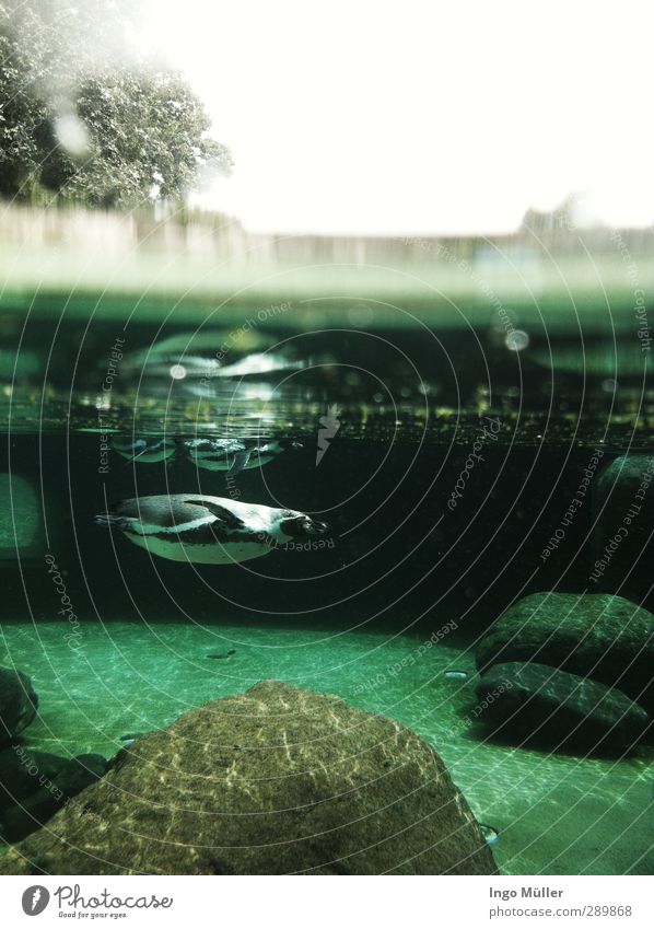 Underwater Tier Zoo 1 Schwimmen & Baden tauchen nass blau grün türkis Bewegung Partnerschaft einzigartig entdecken Entschlossenheit Freizeit & Hobby Freude