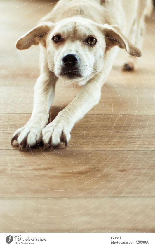 Mischlingshund in Yogapose aus der Frontalperspektive brünett blond kurzhaarig Tier Haustier Hund 1 Holz beobachten dünn Neugier oben schön braun gelb schwarz