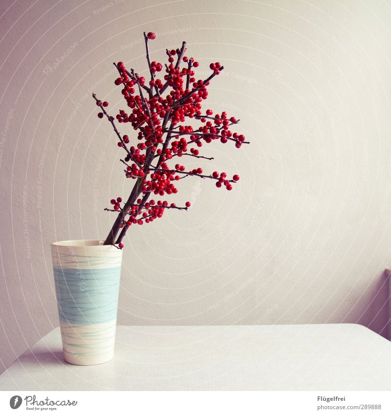 Für Omas Grab Pflanze Blühend Dekoration & Verzierung Tisch hell rot weiß Vogelbeeren Vase leer Wand Ast Fensterbrett Licht Farbfoto Innenaufnahme