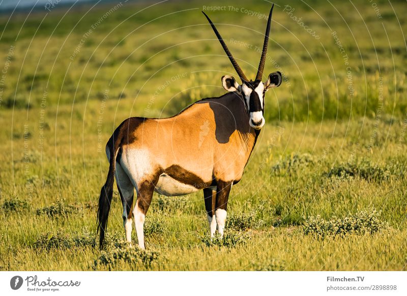 Oryxantilope Natur Dürre Tier Wildtier Spießbock 1 ästhetisch Afrika Etoscha-Pfanne Namibia Reisen Farbfoto Außenaufnahme Nahaufnahme Menschenleer Morgen