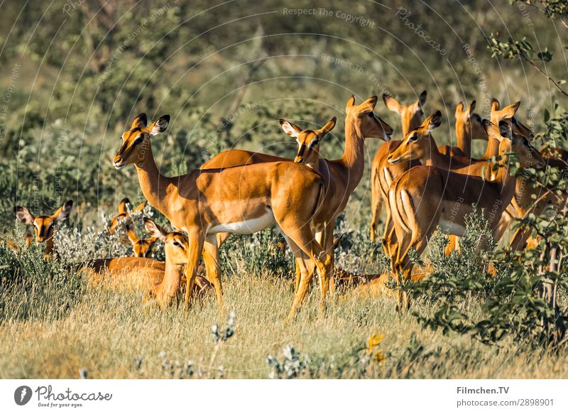Springbock Herde Tier Wildtier Sprinngböcke Tiergruppe Umwelt Afrika Etoscha-Pfanne Namibia Reisen Farbfoto Außenaufnahme Menschenleer Morgen
