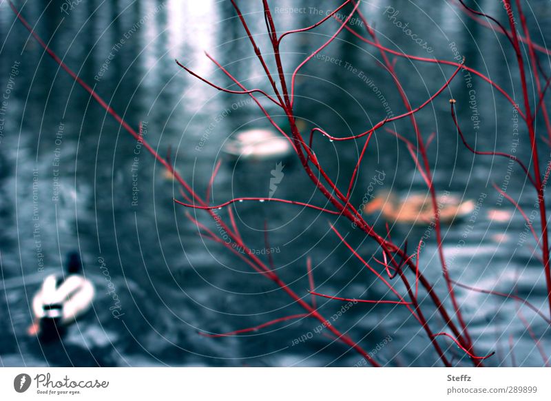 am Ententeich im Dezember Teich anders Dezemberlicht Sträucher Gewässer Zweige heimisch karg Regen laublos blau nass buschig Gefäße Kontrast Blauer Hintergrund