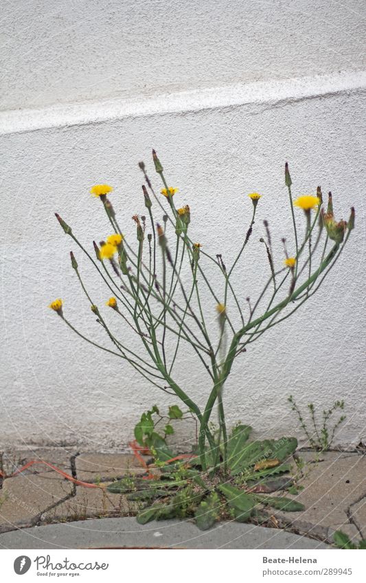 Betonblüher ! trash! Natur Pflanze Blume Mauer Wand Fassade Stein Blühend Wachstum außergewöhnlich gelb grün weiß Erholung Augenweite Eyecatcher