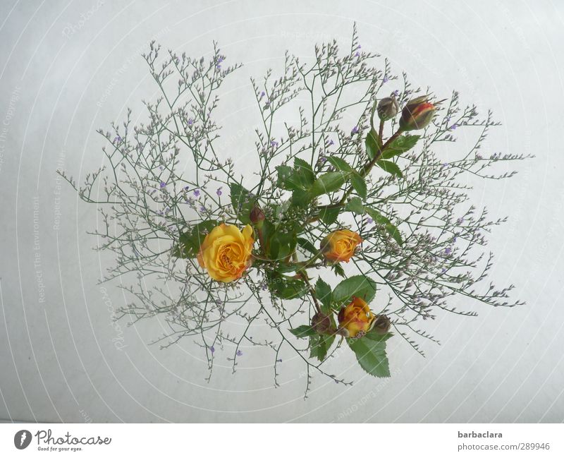 Trash! | flowery Lifestyle Floristik Häusliches Leben Dekoration & Verzierung Tisch Blumenstrauß Pflanze Sommer Rose Blüte Blühend Duft Freundlichkeit frisch