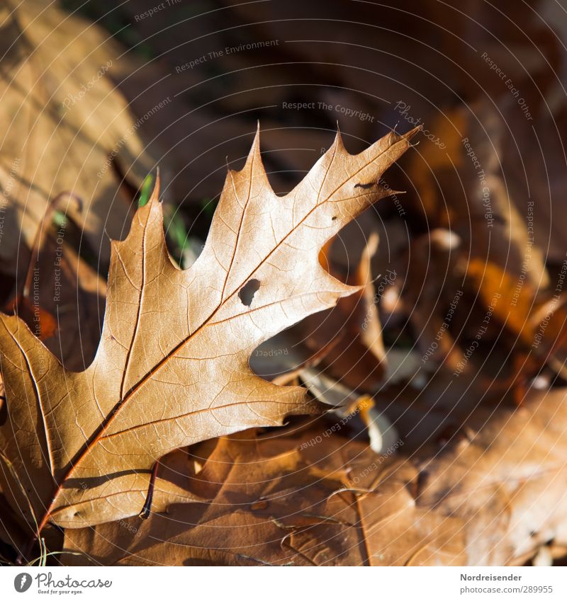 Trash!| Roteiche Natur Pflanze Herbst Wald Wärme braun orange Duft ruhig Verfall Vergänglichkeit Eichenblatt Herbstlaub Herbstfärbung Farbfoto Außenaufnahme