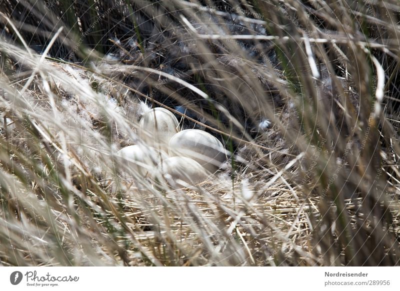 Trash!| Eier haben... Natur Pflanze Tier Frühling Gras beobachten kuschlig trocken Wärme weich Beginn entdecken Perspektive Nest Nestwärme Horst Brutpflege