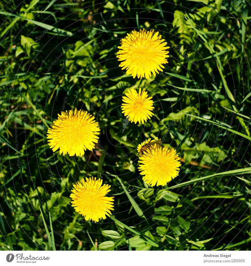 2:3 Umwelt Natur Landschaft Pflanze Frühling Blüte Wildpflanze Löwenzahn Garten Wiese frisch gelb grün Beginn Ordnung Umweltschutz Zusammenhalt Farbfoto Tag