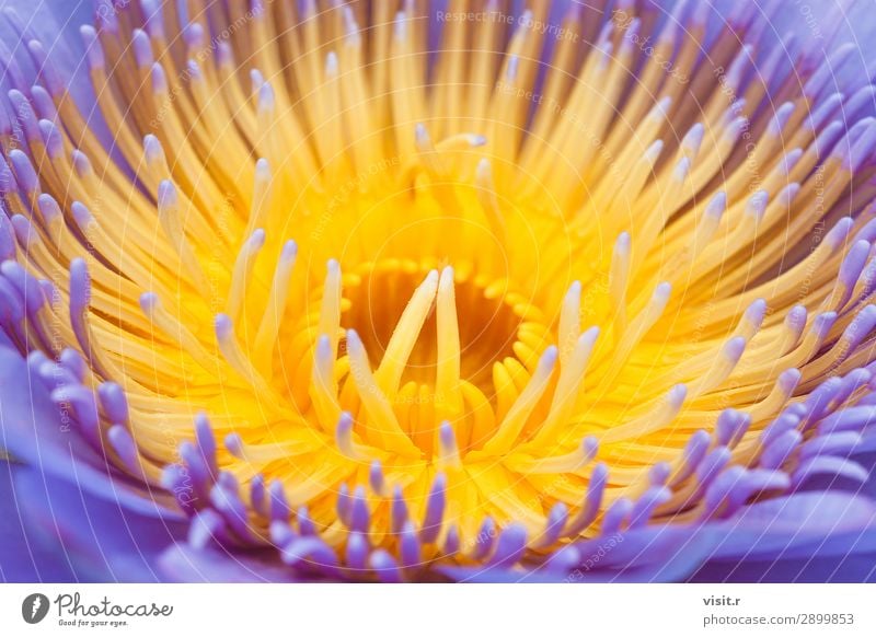 Extreme Nahaufnahme einer wunderschönen lila Lotusblume Garten Dekoration & Verzierung Umwelt Natur Pflanze Frühling Sommer Blume Blatt Blüte Grünpflanze Teich