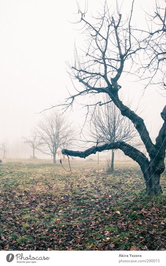 Tristheit des Herbstes Nebel Natur Landschaft Wiese Baum grün schwarz braun orange