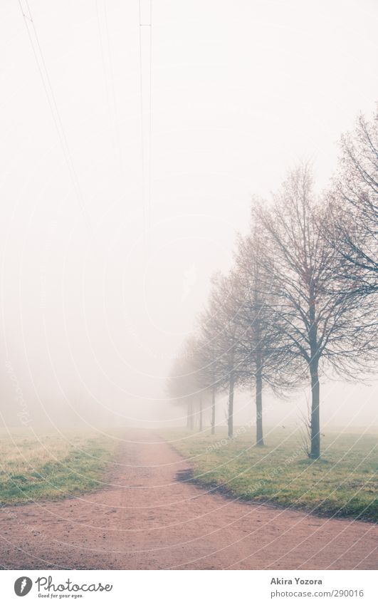 Irgendwo im Nirgendwo Natur Landschaft Baum Nebel Wiese Weg Herbst