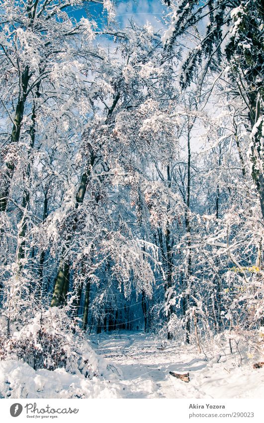 Winterwunderwald Wald Laubwald Natur natürlich blau weiß braun Himmel Schönes Wetter