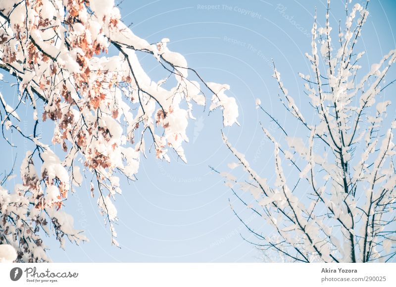 Traumhafes Stückchen Winter Schnee Blatt Himmel Wolkenloser Himmel Ast Baum Natur natürlich