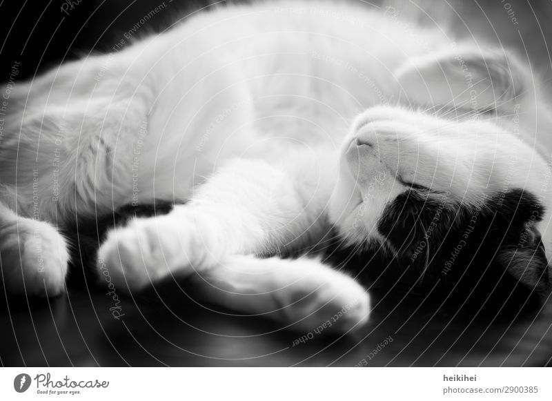 Schlafmütze Tier Haustier Katze 1 Erholung liegen schlafen fantastisch Gesundheit glänzend Glück schön niedlich Sauberkeit feminin weich schwarz weiß