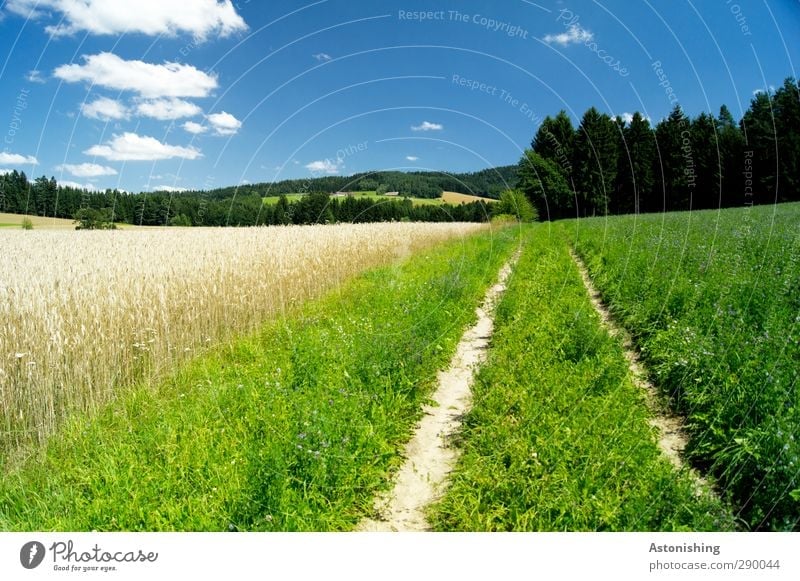 leicht bewölkt Umwelt Natur Landschaft Pflanze Himmel Wolken Sommer Wetter Schönes Wetter Wärme Gras Sträucher Grünpflanze Wiese Feld Wald Hügel Wege & Pfade