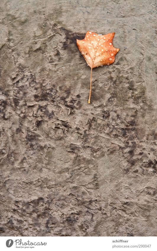 Muss das denn sein? | Das Blatt hat sich gewendet Pflanze Herbst Flussufer Moor Sumpf dreckig braun grau Schlamm Herbstlaub feucht Wassertropfen Tropfen Ordnung