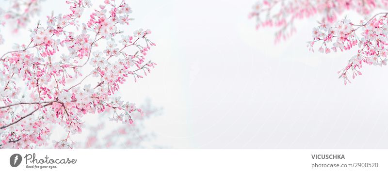 Pink white spring blossom of cherry on white background. Floral frame Springtime nature background banner cherry blosssom