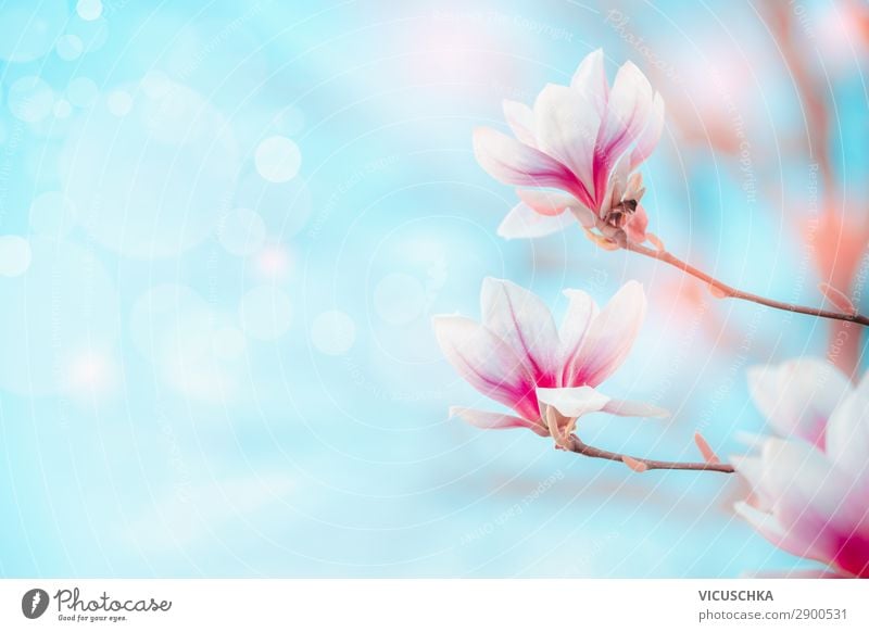 Frühlingsnatur Hintergrund mit Magnolien Blüten Lifestyle Design Natur Pflanze Schönes Wetter Blume Garten Park blau rosa weiß Hintergrundbild Magnoliengewächse
