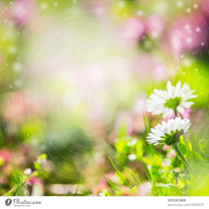 Sommer Hintergrund mit Gänseblümchen Stil Design Garten Natur Pflanze Frühling Blume Gras Park Blühend weich gelb rosa Hintergrundbild Unschärfe Rahmen grün