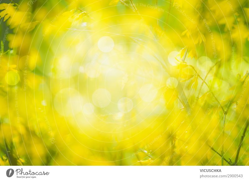 Natur Hintergrund mit gelben Blüten Lifestyle Design Sommer Garten Pflanze Frühling Schönes Wetter Park Wald Blühend Forsithie Hintergrundbild ornamental