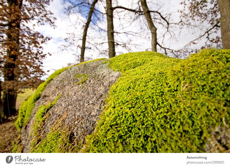 Moos Umwelt Natur Landschaft Himmel Wolken Herbst Wetter Pflanze Baum Gras Sträucher Blatt Wildpflanze Wald weich blau grau grün Stein Felsen Ast Baumstamm