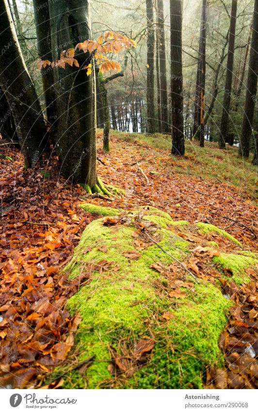 Wald Umwelt Natur Landschaft Pflanze Luft Herbst Wetter Baum Gras Sträucher Moos Blatt Hügel Felsen stehen weich grün rot schwarz Baumstamm Stein Ast Baumrinde