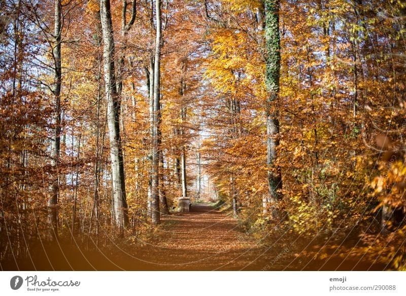 Herbst Umwelt Natur Landschaft Schönes Wetter Wald gelb gold orange Blatt Laubbaum Laubwald Farbfoto Außenaufnahme Menschenleer Tag Weitwinkel